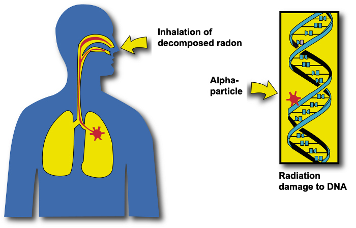 The Radioactive Element Radon